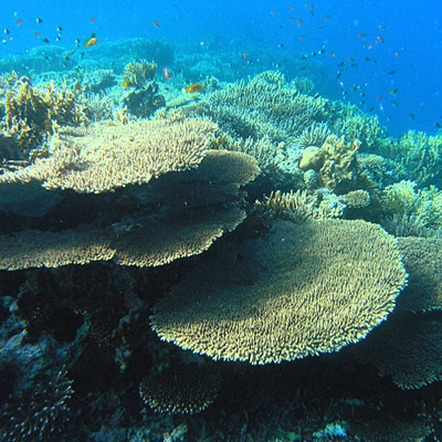Part of a coral reef with small fish swimming above it