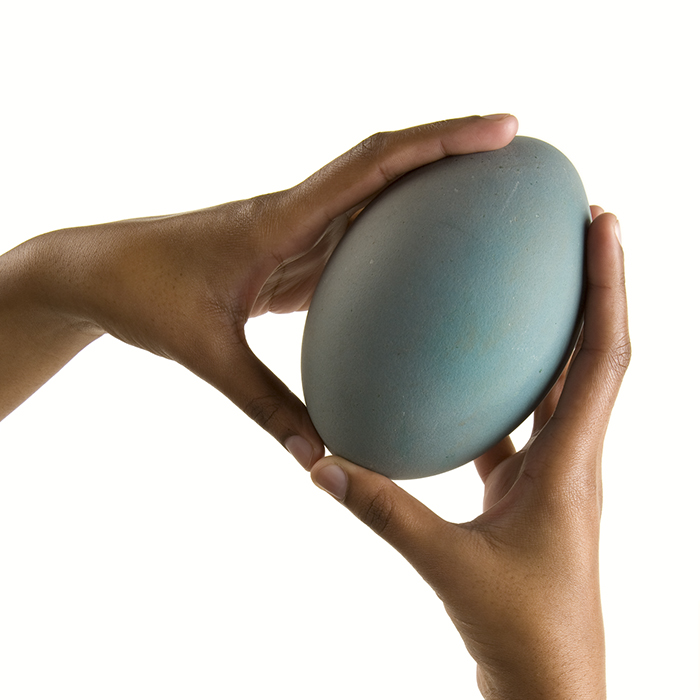 Large egg being handled