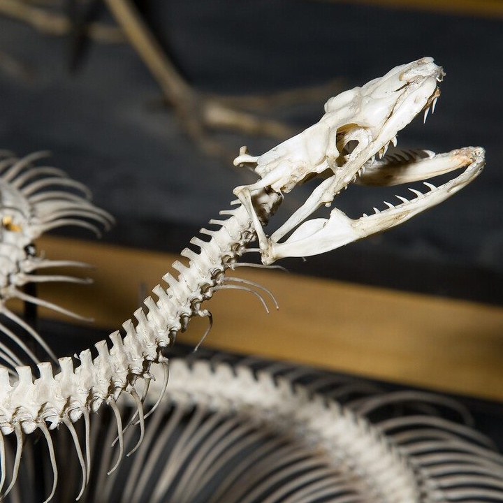 Image of a snake skeleton