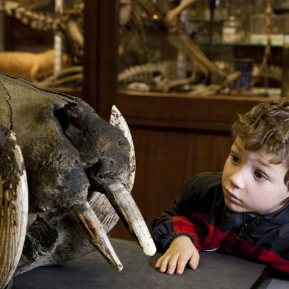 A young boy looking at a large animal skull in a museum setting