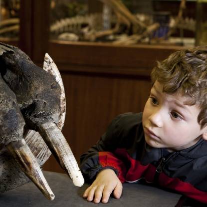 Child looks at a large elephant skull