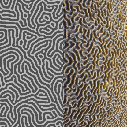 Colour photo of a patterned coral