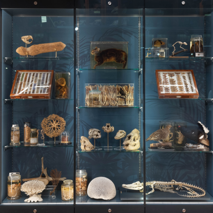 A museum display case with a variety of natural history specimens arranged on shelves against a dark blue background