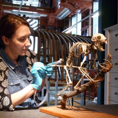 Photo of a conservator working on an aye-aye skeleton in the Grant Museum