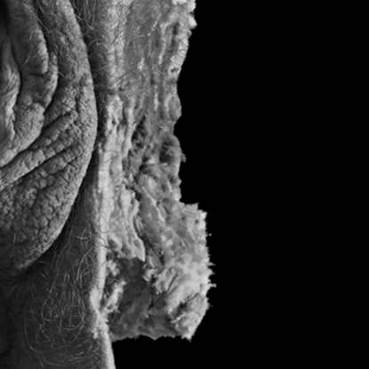 Detail of human soft tissue specimen against black background