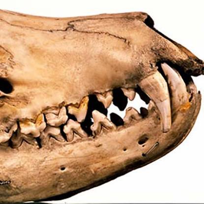 z90-thylacine_skull_profile-1.jpg