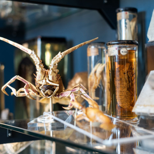 Crustacean specimen among other specimens on a museum display shelf