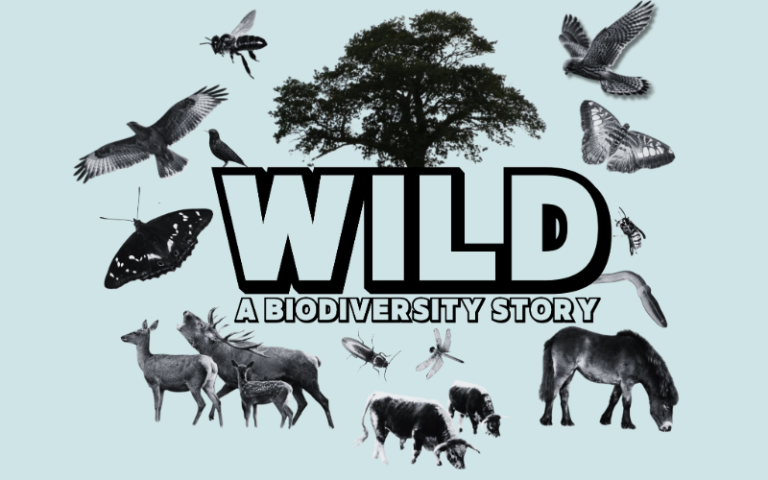 Graphic with large text reading 'WILD a biodiversity story' in the centre on a blue background with images of black and white animals surrounding it.
