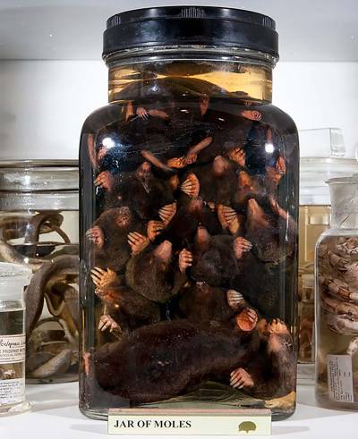 Jar of Moles | UCL CULTURE - UCL – University College London