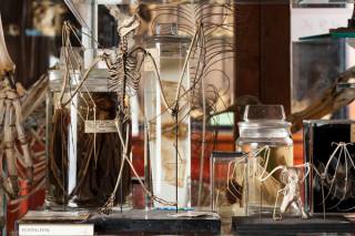 A selection of natural history specimens on mounts and preserved in jars