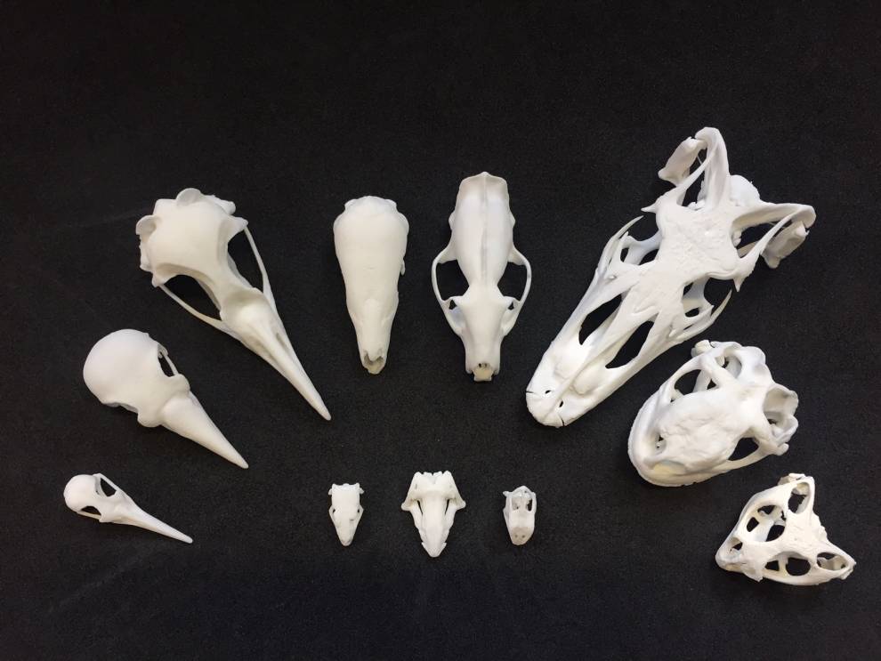 3D printed skulls from a range on animal specimens on a black background