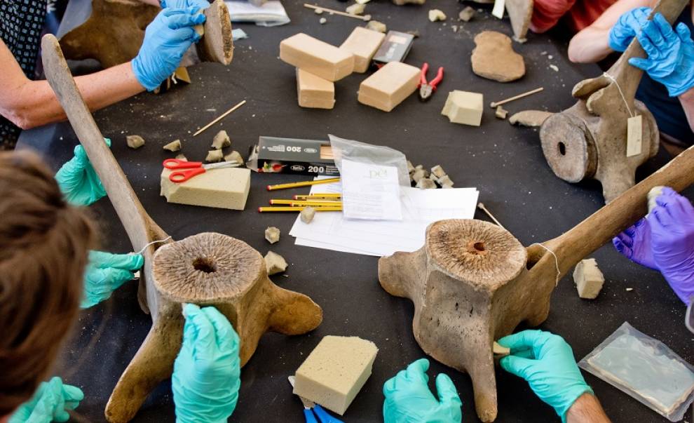 People's hands photographed from above as they use tools to clean a selection of bone specimens on a dark table