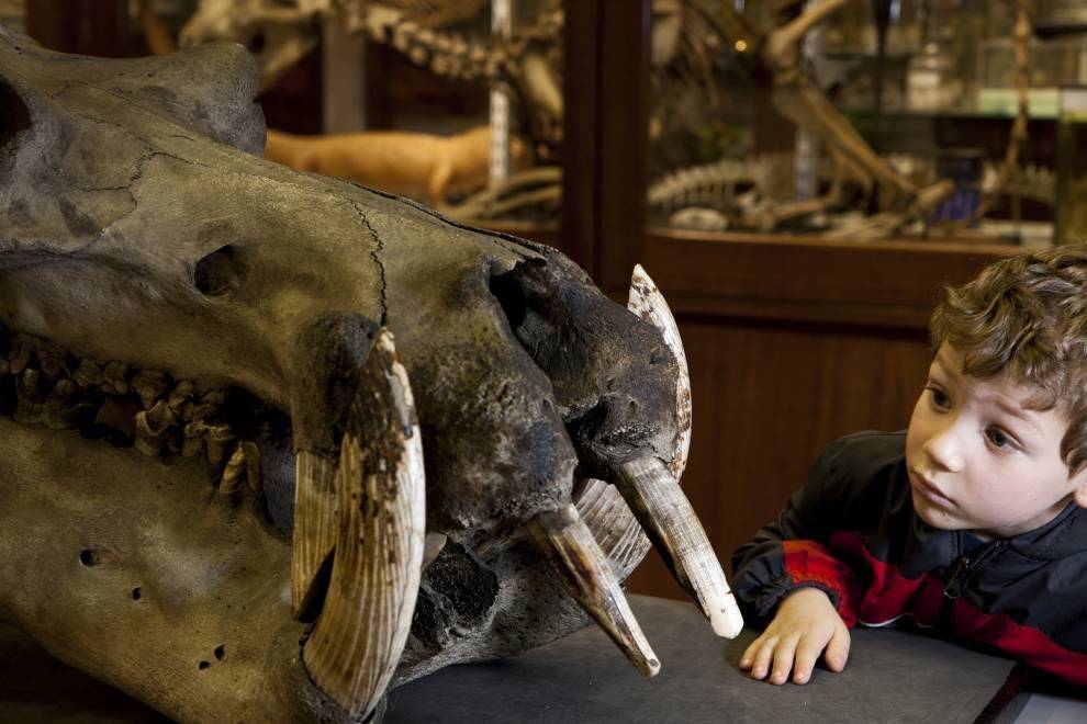 A young boy looks closely at an animal skull specimen at the Grant Museum