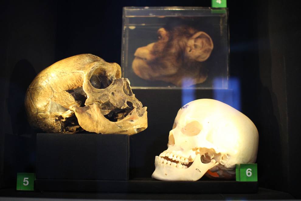 two skulls, one chimpanzee head