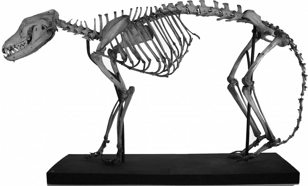 lducz-z89_img1_-_thylacine-skeleton.jpg