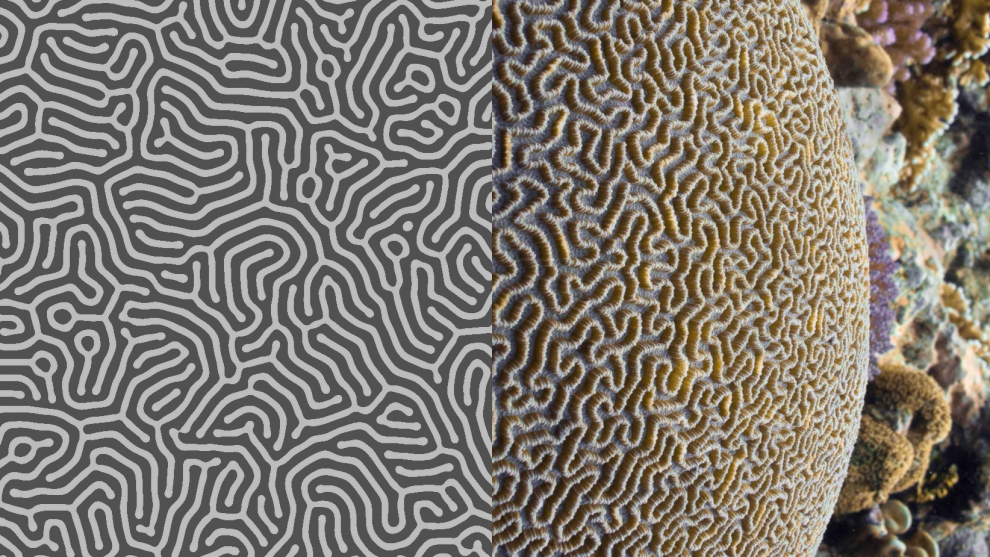 Colour photo of a patterned coral