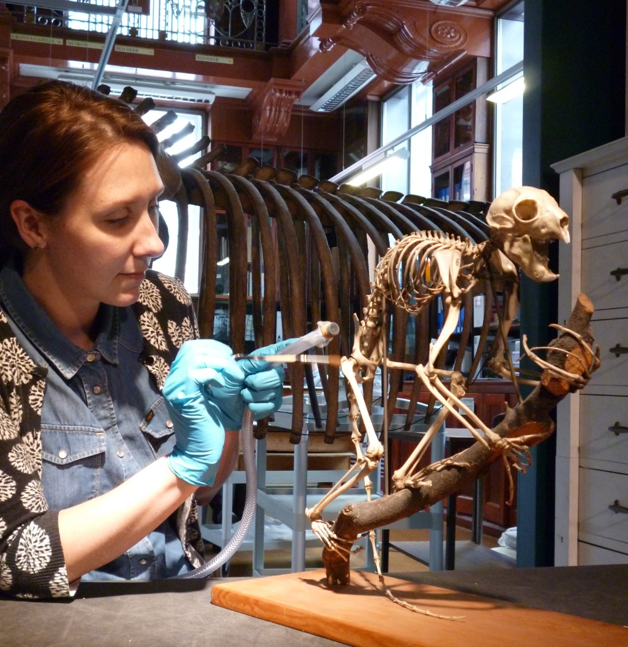 Photo of a conservator working on an aye-aye skeleton in the Grant Museum