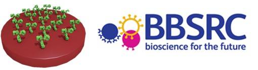 T cell activation and BBSRC logo