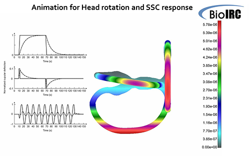 Animation for Head rotation and SSC response