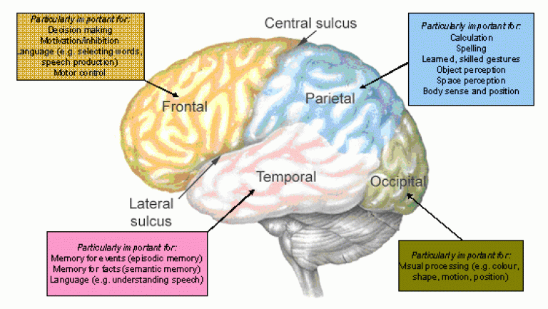The lobes of the brain and their specialised functions.brain-lobes…