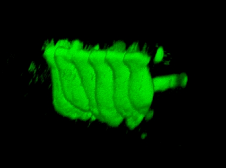 Confocal 3D reconstruction of a group of six rodent inner hair cells 