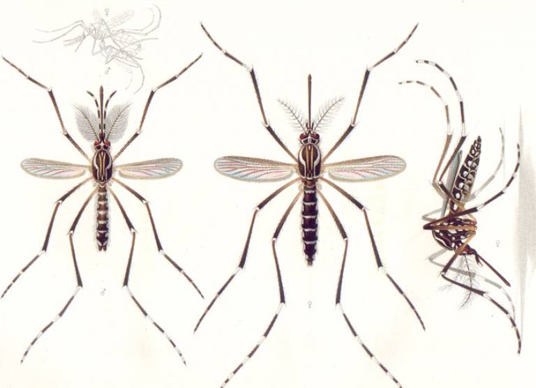 Aedes aegypti (Yellow fever mosquito), with male on left with bushier antennae.