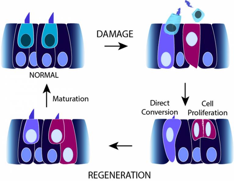 hair cell regeneration 800