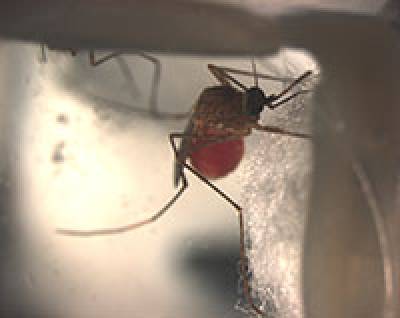 Female Culex Mosquito After Blood Meal…