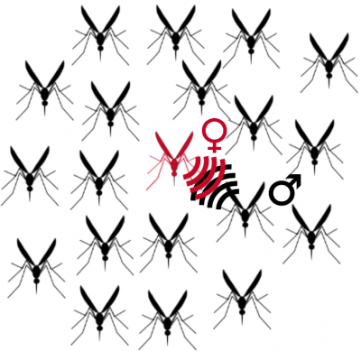 Graphic showing mosquito swarming behaviour