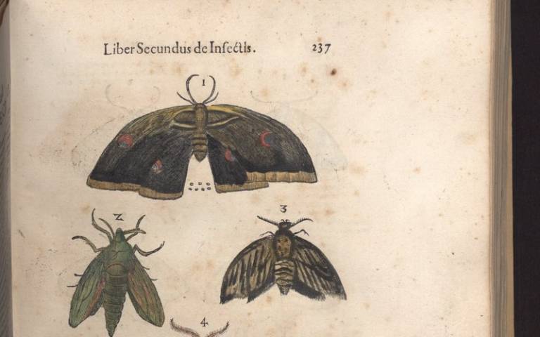 drawings of butterflies, from Ulisse Androvandi, De animalibus insectis libri septem, cum singulorum iconibus ad viuum expressis (Bolognia, 1602)