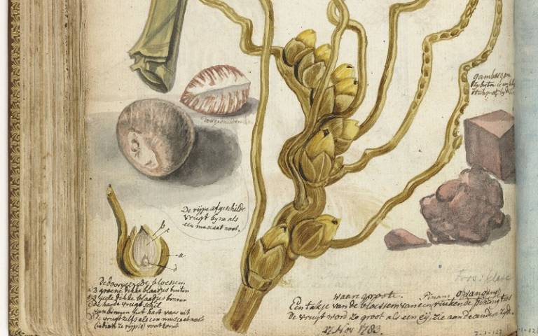 Jan Brandes, Methodes voor het maken van sirih (Methods for making sirih), 1783, watercolour and pencil on paper, 195 x 155 mm, collection of Rijksmuseum, NG-1985-7-1-127.