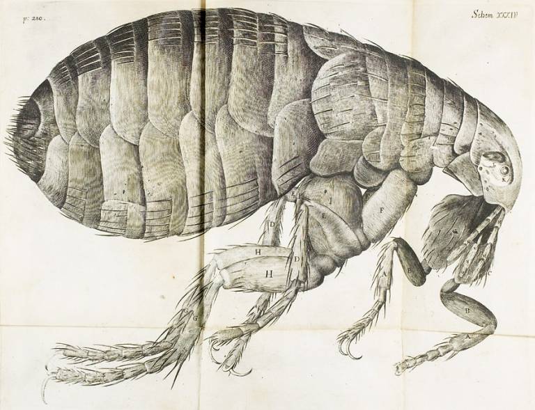 Image of flea from Robert Hooke, Micrographia, 1665.