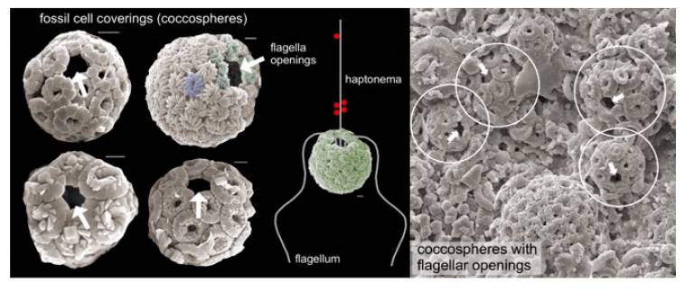High-resolution scanning electron microscope (SEM) images of fossil cell coverings of nannoplankton (coccolithophores) 