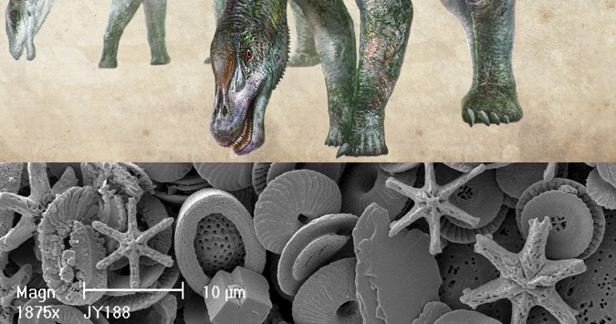 Image of Palaeontology fossils and dinsaours 