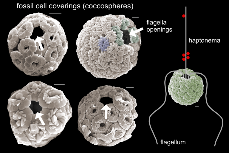 Fossil cell coverings (coccospheres)