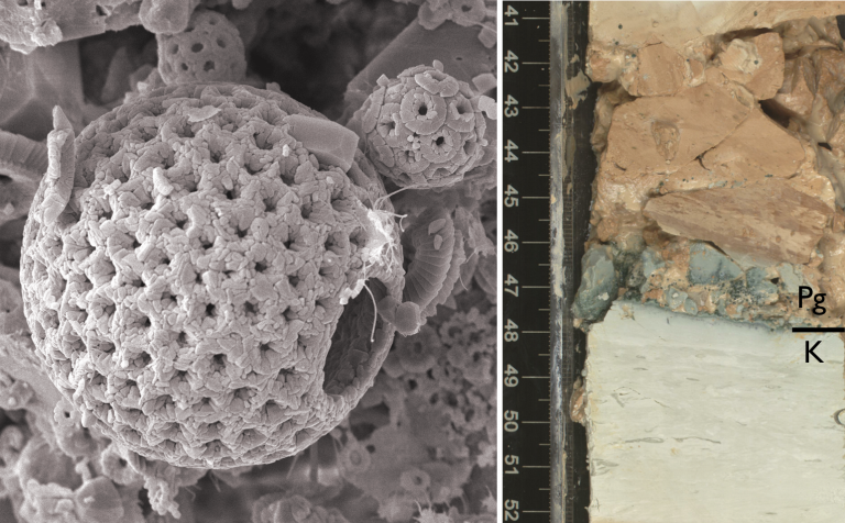 The microfossil image (credit: Paul Bown, UCL)