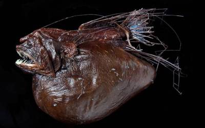 Caulophryne pelagica, a type of anglerfish, after a large meal. Credit: Natural History Museum. Source: