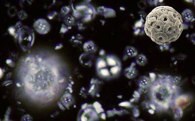 Microscopic nannoplankton fossils. Credit: Samantha Gibbs/Paul Bown