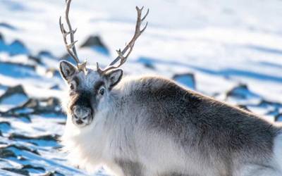Reindeer in Svalbard. More rain-on-snow events may lead to the starvation of some wild caribou, reindeer, and muskoxen. Credit: iStock