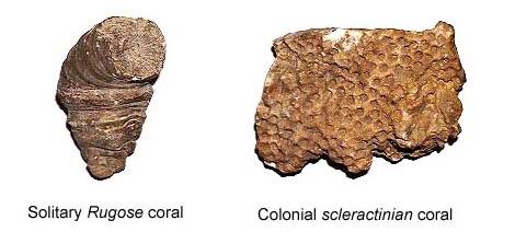 Solitary Rugose and Colonial scleractinian Coral