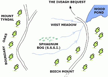 Sphagnum on the Heath