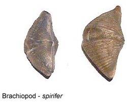 Brachiopod Spirifer