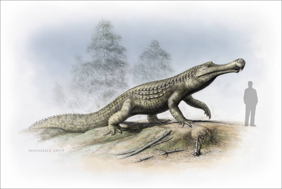 Sarcosuchus imperator, a 9-metre-long crocodile relative from the Early Cretaceous of north Africa