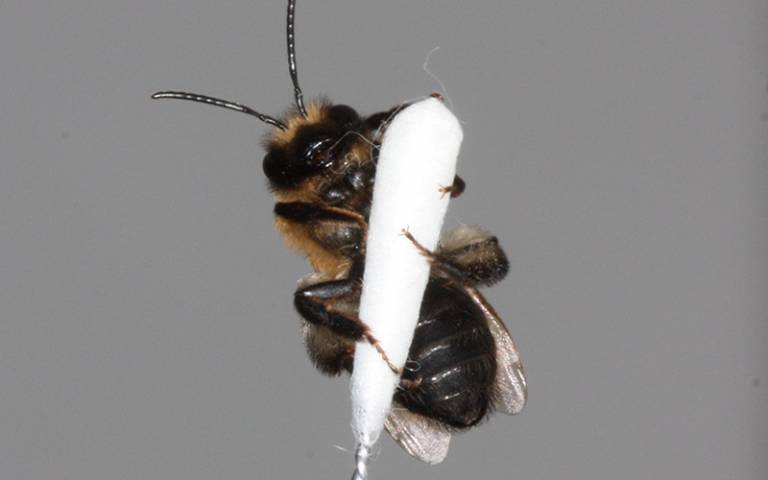 bee on a swab