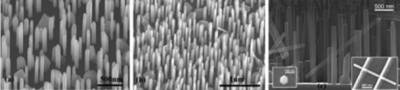 Figure 10. SEM image of (a) InAs, (b) InAsP, and (c) InAsSb NWs.