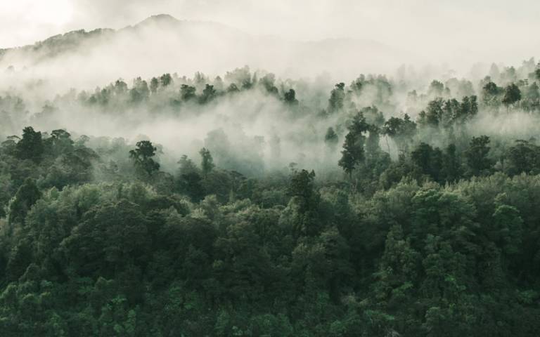 A misty rainforest canopy