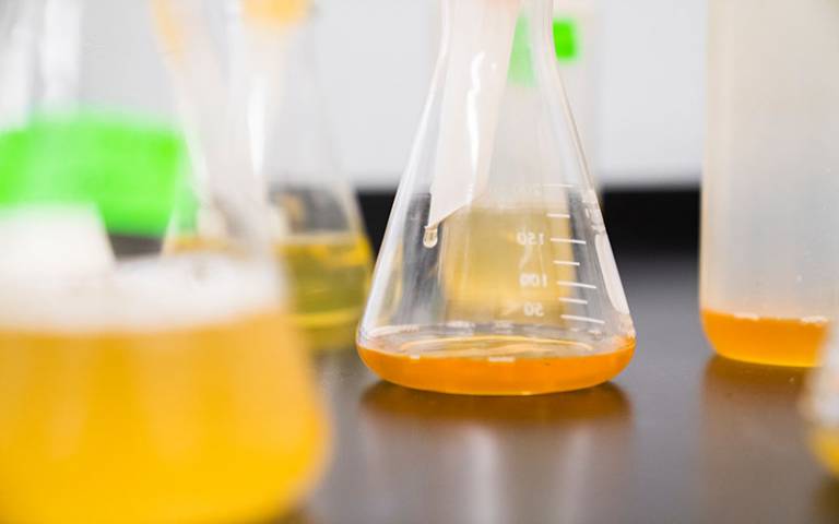 Science beakers containing amber liquid. 