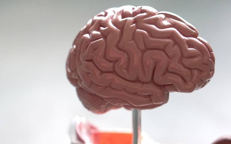 A close-up of a plastic model of a brain