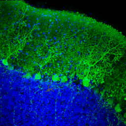 Cerebellar cortex (courtesy of David Rossi and David Attwell)
