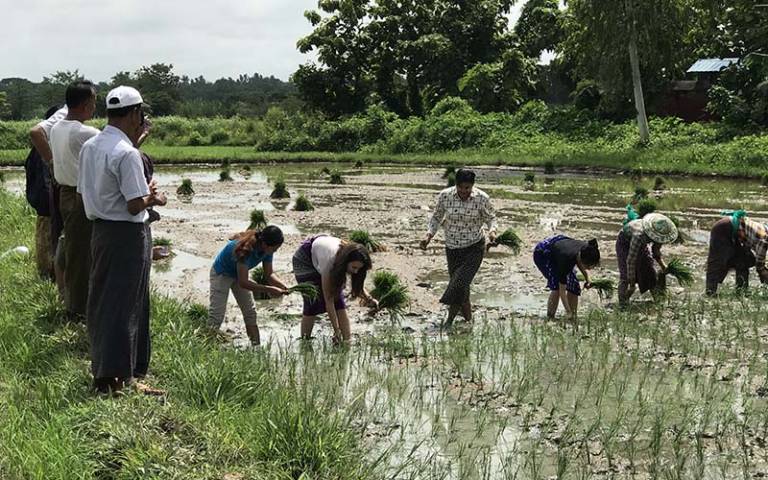 Farmers in Myanmar taking part in Rice Inc's pilot project